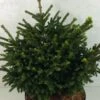 Picea Orientalis Barnes - Sapinette D'Orient 2 Picea Orientalis Barnes - Sapinette D'Orient -Des Graines De Plantes Picea orientalis Barnes 704002 1