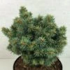 Picea Pungens Brynek - Epicea Bleu 1 Picea Pungens Brynek - Epicea Bleu -Des Graines De Plantes Picea pungens Brynek 709002 1