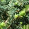 Epicea Bleu - Picea Pungens Sonia -Des Graines De Plantes Picea pungens Sonia C 715002 1