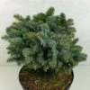 Epicea De Sitka - Picea Sitchensis Rom -Des Graines De Plantes Picea sitchensis Rom 719002 1
