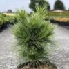 Pin - Pinus Schwerinii Wiethorst -Des Graines De Plantes Pin Pinus schwerinii Wiethorst IF 1007942 1