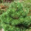 Pin Noir Nain - Pinus Nigra Nana 1 Pin Noir Nain - Pinus Nigra Nana -Des Graines De Plantes Pinus nigra Nana 1002772 1