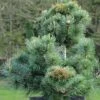 Pinus Parviflora Negishi - Pin Blanc Japonais 1 Pinus Parviflora Negishi - Pin Blanc Japonais -Des Graines De Plantes Pinus parviflora Negishi Pin blanc japonais copyright 8894911 1
