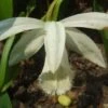 Pleione Formosana Alba -Des Graines De Plantes Pleione formosana alba 1130 1