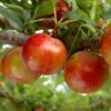 Pluot Flavor Candy - Prunus Pluot 2 Pluot Flavor Candy - Prunus Pluot -Des Graines De Plantes PluotFlavor Candy 79215 1