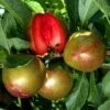 Pluot Flavor Supreme 2 Pluot Flavor Supreme -Des Graines De Plantes PluotFlavor Supreme 79219 1