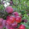 Pluot Pink Candy - Prunus Pluot -Des Graines De Plantes PluotPink Candy 78217 1