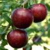 Pluot Purple Candy - Prunus Pluot 2 Pluot Purple Candy - Prunus Pluot -Des Graines De Plantes PluotPurple Candy 79221 1