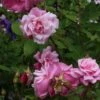 Rosier Ancien Old Blush 1 Rosier Ancien Old Blush -Des Graines De Plantes Rosa Old Blush China 82391 1