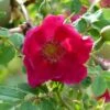 Rosier Botanique - Rosa Moyesii Geranium -Des Graines De Plantes Rosa moyesii Geranium 82298 2