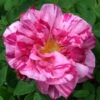 Rosier Ancien Gallica Versicolor -Des Graines De Plantes Rosa x gallica Versicolor 66568 1 2