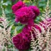 Rosier David Austin Darcey Bussel 2 Rosier David Austin Darcey Bussel -Des Graines De Plantes Rosier David Austin Darcey Bussel 81365 1 1