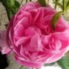 Rosier Ancien Fantin Latour -Des Graines De Plantes Rosier Fantin Latour 82278 1