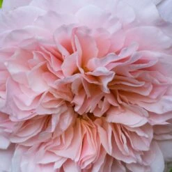 Rosier Grimpant Rose De Tolbiac