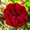 Rosier Grimpant Red Eden Rose 1 Rosier Grimpant Red Eden Rose -Des Graines De Plantes Rosier Grimpant a grandes fleurs Red Eden Rose EricTabarly 71279 1
