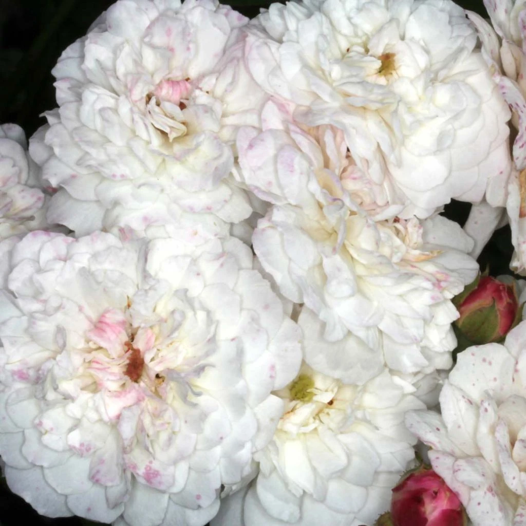 Rosier Liane Félicité Et Perpétue 3 Rosier Liane Félicité Et Perpétue