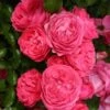 Rosier Patio Rose Moin Moin -Des Graines De Plantes Rosier PATIO ROSE Moin Moin 888980 1