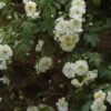 Rosier Liane Sander's White Rambler 2 Rosier Liane Sander's White Rambler -Des Graines De Plantes Rosier Sander s White Rambler 57074 1