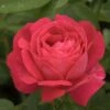 Rosier Ancien Ulrich Brunner Fils -Des Graines De Plantes Rosier Urich Bruner Fils 771440 1
