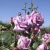 Rosier à Grandes Fleurs Mamy Blue -Des Graines De Plantes Rosier a grandes fleurs Mamy Blue en racines nues 84726 1