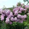 Rosier Liane Blush Rambler - Rose Ancienne -Des Graines De Plantes Rosier ancien Blush Rambler 81566 1
