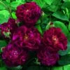Rosier Ancien Tuscany Superb -Des Graines De Plantes Rosier ancien Tuscany 66559 1