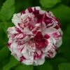 Rosier Ancien Variegata Di Bologna -Des Graines De Plantes Rosier ancien Variegata di Bologna en racines nues 83583 1