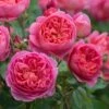 Rosier David Austin Boscobel -Des Graines De Plantes Rosier anglais Boscobel 66533 1