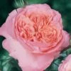Rosier Anglais English Legend Rose De Cornouaille -Des Graines De Plantes Rosier anglais English Legend Rose de Cornouaille source Chastel pepiniere 15422 1