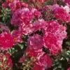 Rosier Décorosiers EMERA -Des Graines De Plantes Rosier emera 771420 1