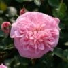 Rosier Grimpant May Queen -Des Graines De Plantes Rosier grimpant May Queen 82283 1