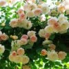 Rosier Grimpant Treasure Trove -Des Graines De Plantes Rosier grimpant Treasure Trove en racines nues 85214 1