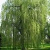 Saule Pleureur - Salix Alba Tristis -Des Graines De Plantes Salix alba Tristis 781532 1