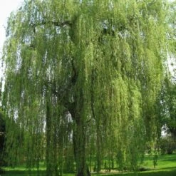 Saule Pleureur - Salix Alba Tristis