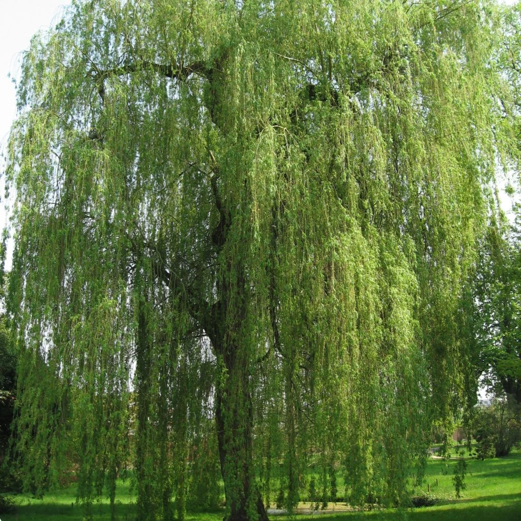 Saule Pleureur - Salix Alba Tristis 3 Saule Pleureur - Salix Alba Tristis