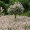 Saule Crevette - Salix Integra Flamingo -Des Graines De Plantes Salix integra Flamingo copyright Plantipp D.Slingerland 1002092 P
