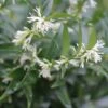 Sarcococca Dragon's Gate -Des Graines De Plantes Sarcococca Dragon s gate 85753 1