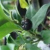 Sarcococca Confusa 1 Sarcococca Confusa -Des Graines De Plantes Sarcococca confusa 7964 1