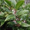 Sarcococca Orientalis - Sarcocoque D'Orient 2 Sarcococca Orientalis - Sarcocoque D'Orient -Des Graines De Plantes Sarcococca orientalis 82225 1