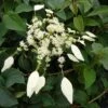 Schizophragma Hydrangeoides Windmills 1 Schizophragma Hydrangeoides Windmills -Des Graines De Plantes Schizophragma hydrangeoides Windmills 83534 1