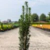 If Commun - Taxus Baccata Fastigiata Black Tower -Des Graines De Plantes Taxus baccata Black Tower IF 1008762 1