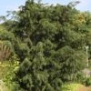 Taxus Baccata Dovastoniana - If Commun 2 Taxus Baccata Dovastoniana - If Commun -Des Graines De Plantes Taxus baccata Dovastoniana V 1008771 1