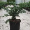 Taxus Baccata Repandens - If Commun -Des Graines De Plantes Taxus baccata Repandens 84351 1