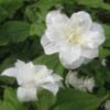 Trillium Grandiflorum Flore Pleno - Trille Blanc à Fleurs Doubles 1 Trillium Grandiflorum Flore Pleno - Trille Blanc à Fleurs Doubles -Des Graines De Plantes Trillium grandiflorum Flore Pleno ld 5017 2