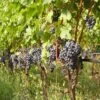 Vigne Cabernet Franc -Des Graines De Plantes Vigne Cabernet Franc 78366 1