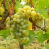 Vigne Chardonnay -Des Graines De Plantes Vigne Chardonnay 78369 1