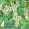 Vigne Chasselas Doré -Des Graines De Plantes Vigne Chasselas doree 42860 1