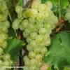 Vigne Muscat Petits Grains 2 Vigne Muscat Petits Grains -Des Graines De Plantes Vigne Muscat a Petits grains 89675 1