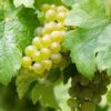 Vigne Riesling - Vitis Vinifera 1 Vigne Riesling - Vitis Vinifera -Des Graines De Plantes Vigne Riesling 86453 1