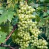 Vigne Evita -Des Graines De Plantes Vitis vinifera Evita copyright 1006031 1